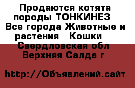 Продаются котята породы ТОНКИНЕЗ - Все города Животные и растения » Кошки   . Свердловская обл.,Верхняя Салда г.